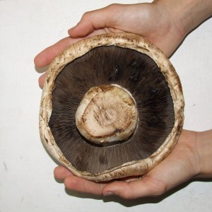 Giant_mushroom_underside